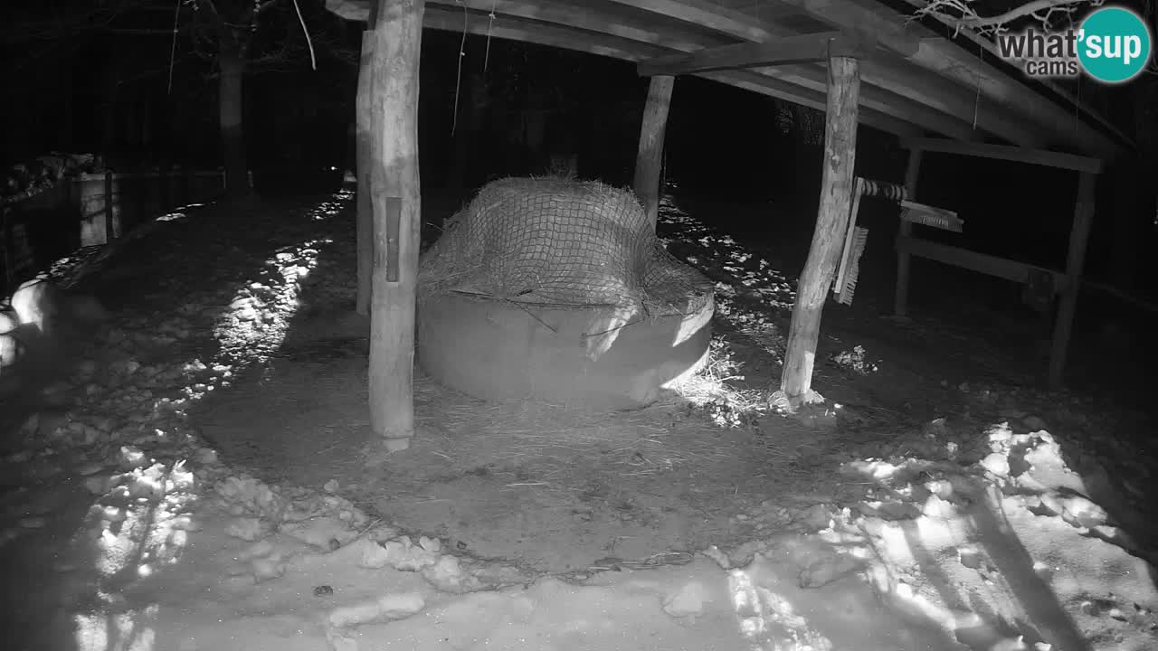 Le Zebre nello ZOO di Ljubljana – Slovenia Live webcam
