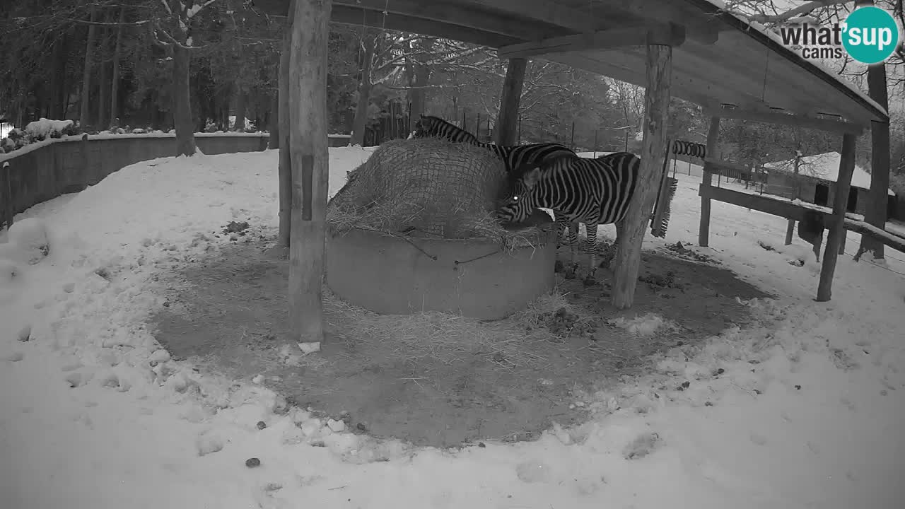 Live webcam Les zèbres in Ljubljana ZOO – Slovénie