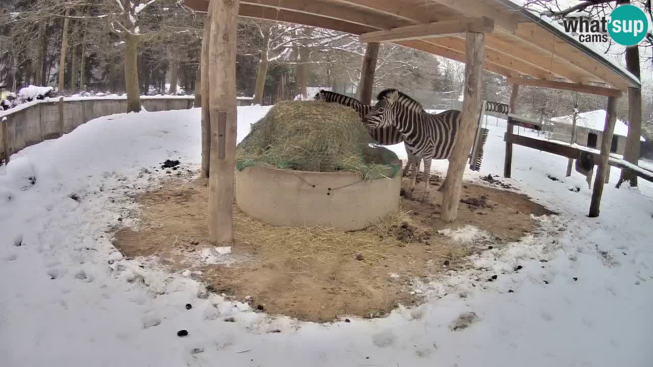 Camera en vivo Cebras in Ljubljana ZOO – Eslovenia