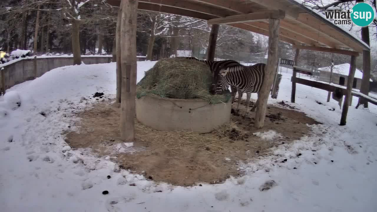 Zebre v živo v živalskem vrtu Ljubljana ZOO spletne kamere