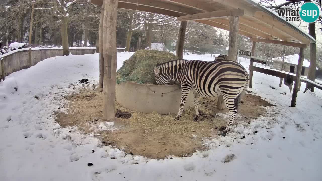 Web kamera uživo Zebras u ZOO Ljubljana – Slovenija