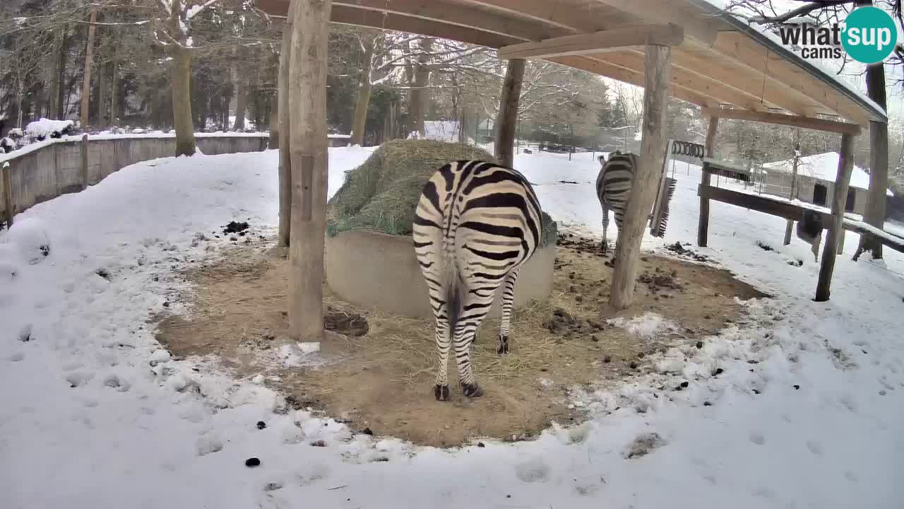 Live Webcam Zebras in Ljubljana ZOO – Slowenien