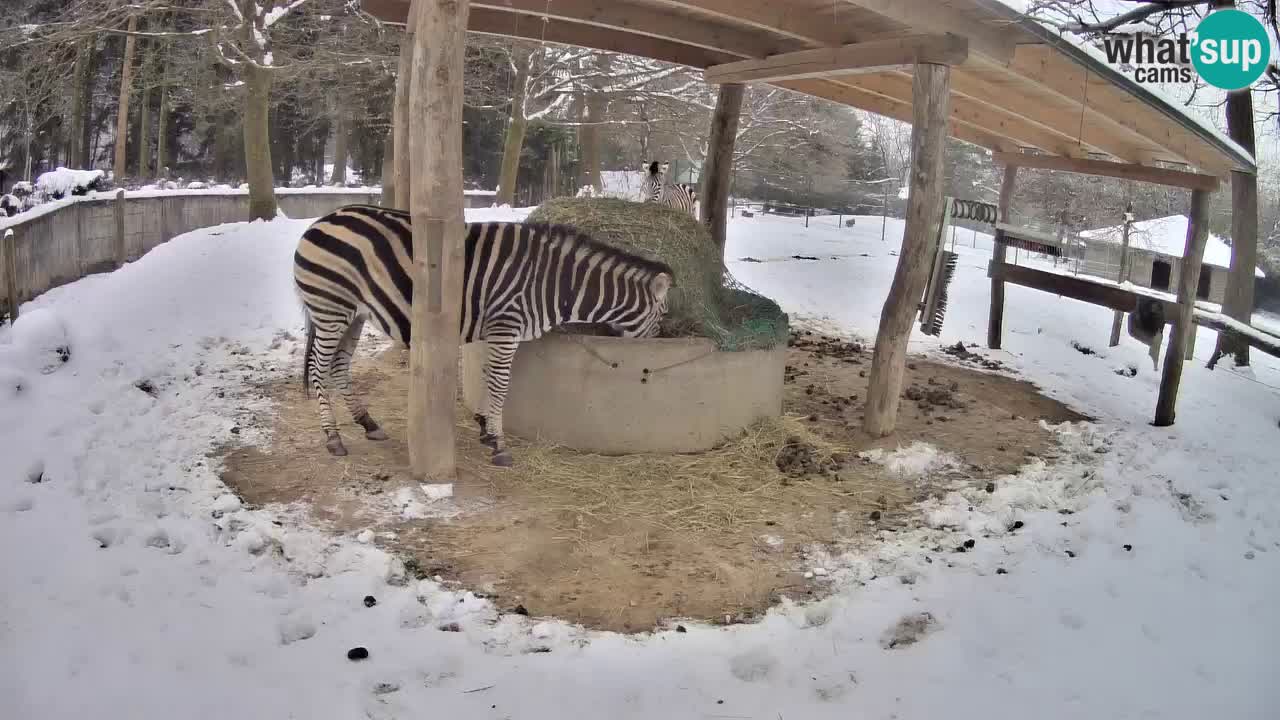 Live webcam Zebras in Ljubljana ZOO – Slovenia