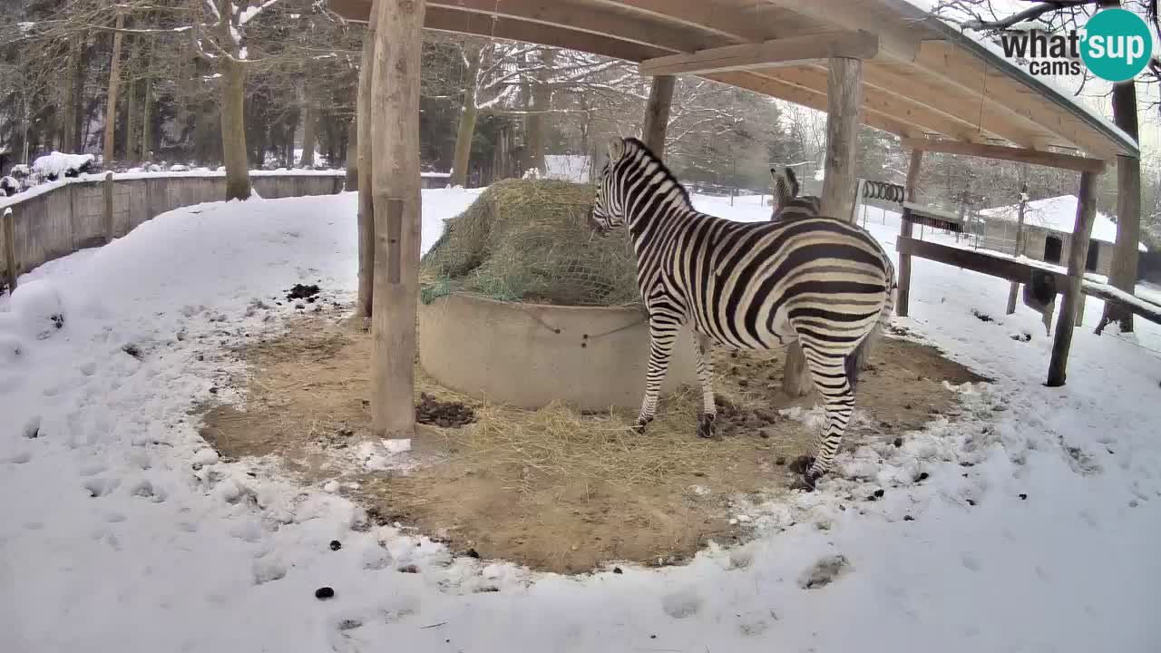 Web kamera uživo Zebras u ZOO Ljubljana – Slovenija