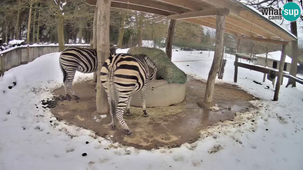 Live Webcam Zebras in Ljubljana ZOO – Slowenien