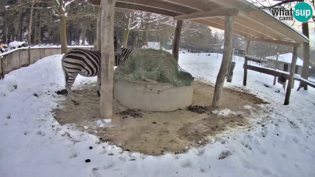 Le Zebre nello ZOO di Ljubljana – Slovenia Live webcam