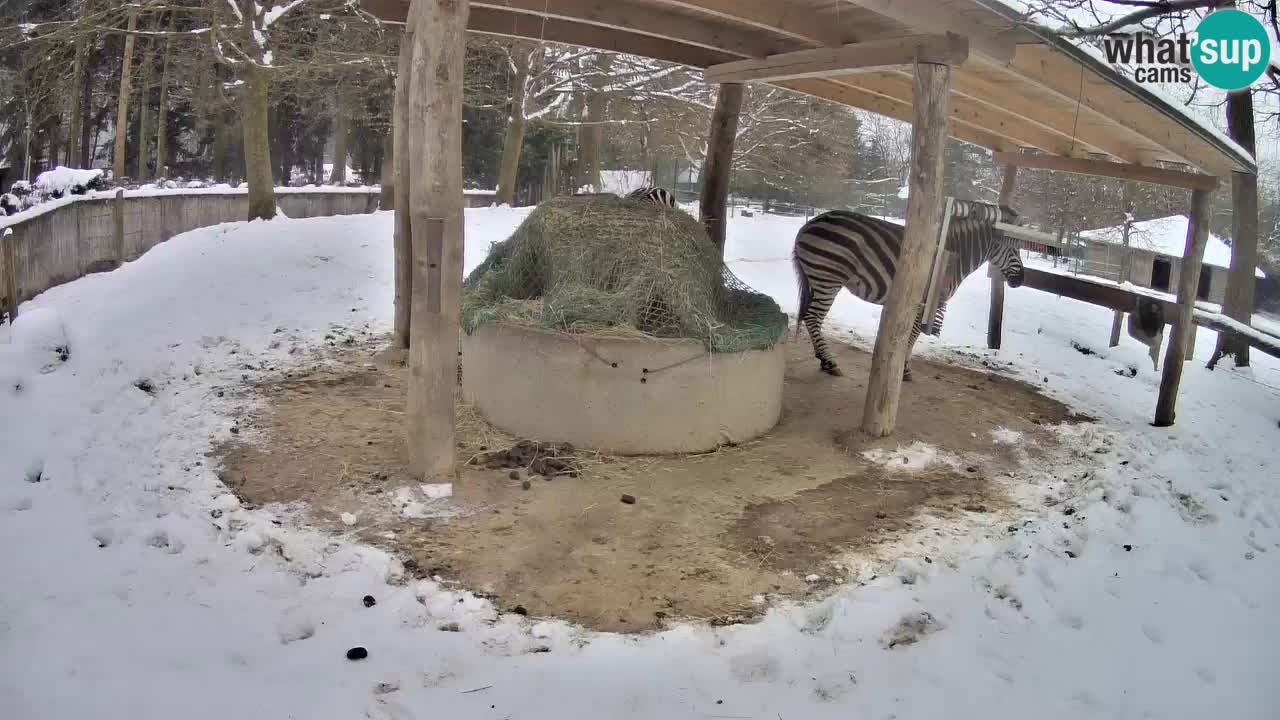 Live webcam Zebras in Ljubljana ZOO – Slovenia