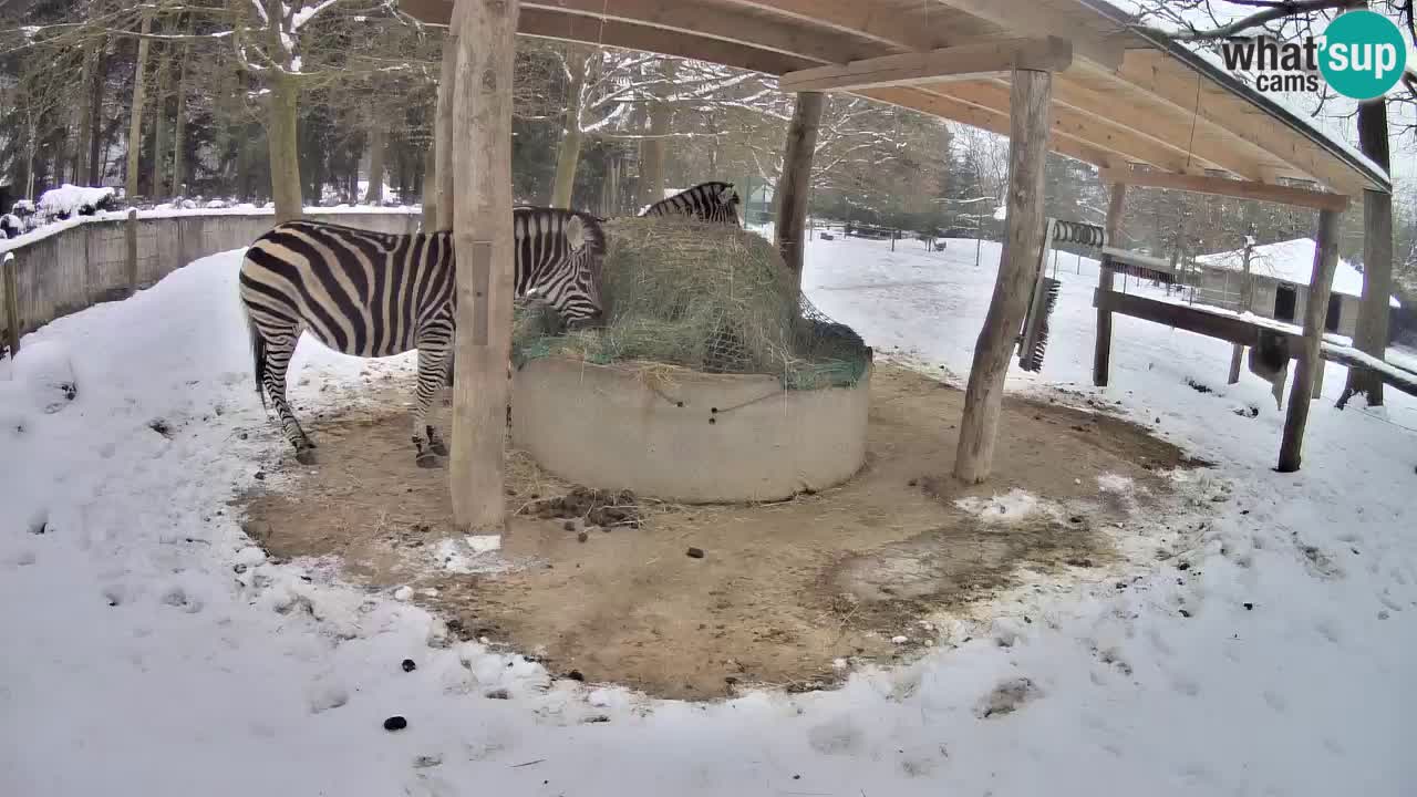 Live webcam Les zèbres in Ljubljana ZOO – Slovénie