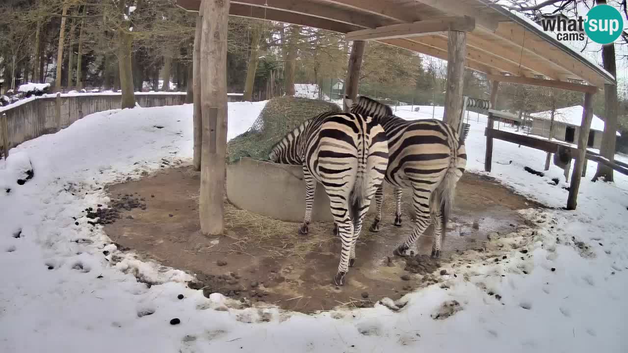 Live webcam Les zèbres in Ljubljana ZOO – Slovénie