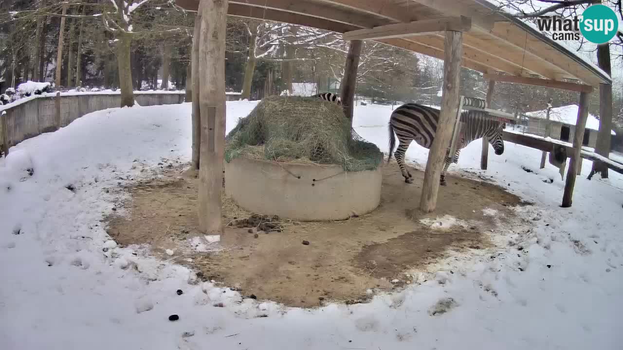 Live webcam Les zèbres in Ljubljana ZOO – Slovénie
