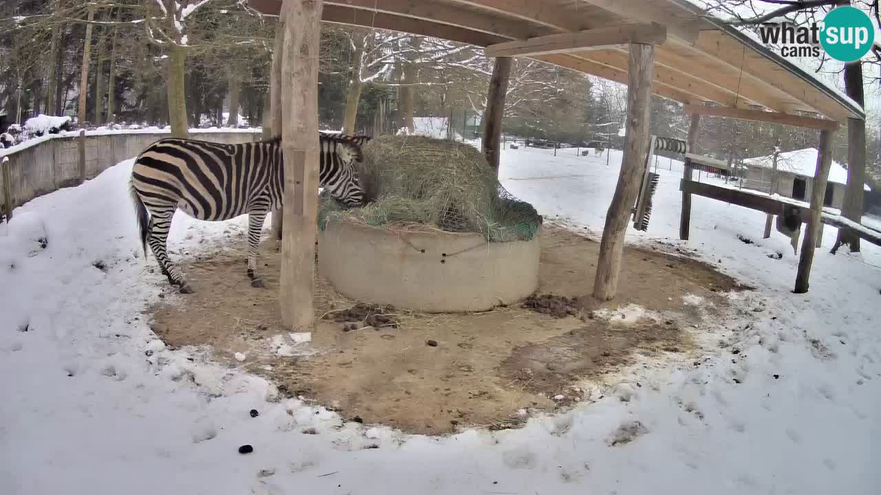 Le Zebre nello ZOO di Ljubljana – Slovenia Live webcam