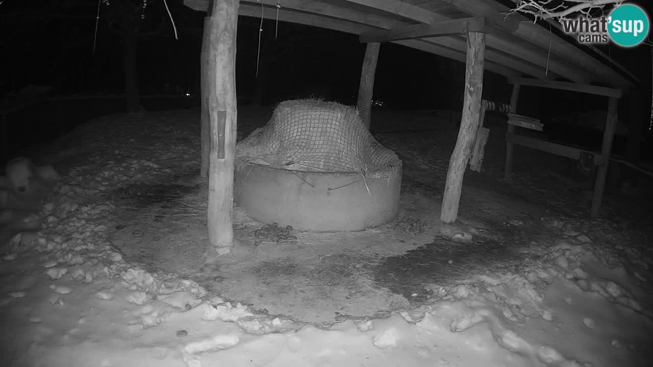 Live webcam Les zèbres in Ljubljana ZOO – Slovénie