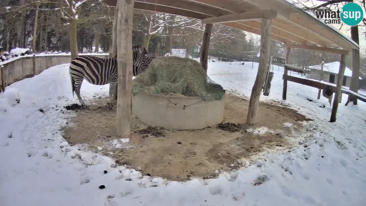 Le Zebre nello ZOO di Ljubljana – Slovenia Live webcam