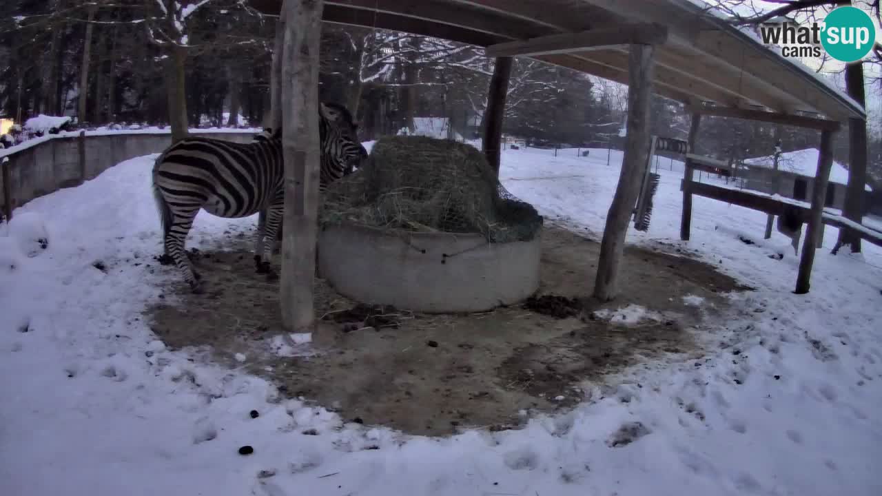 Le Zebre nello ZOO di Ljubljana – Slovenia Live webcam