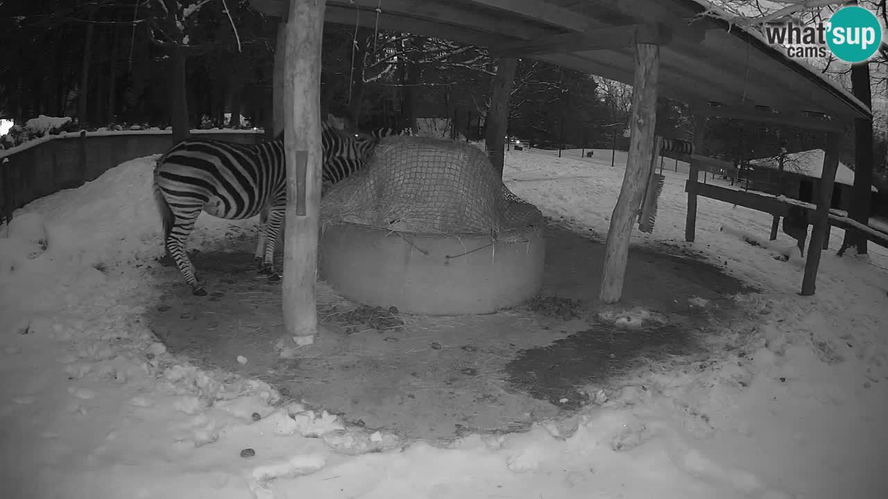 Live Webcam Zebras in Ljubljana ZOO – Slowenien