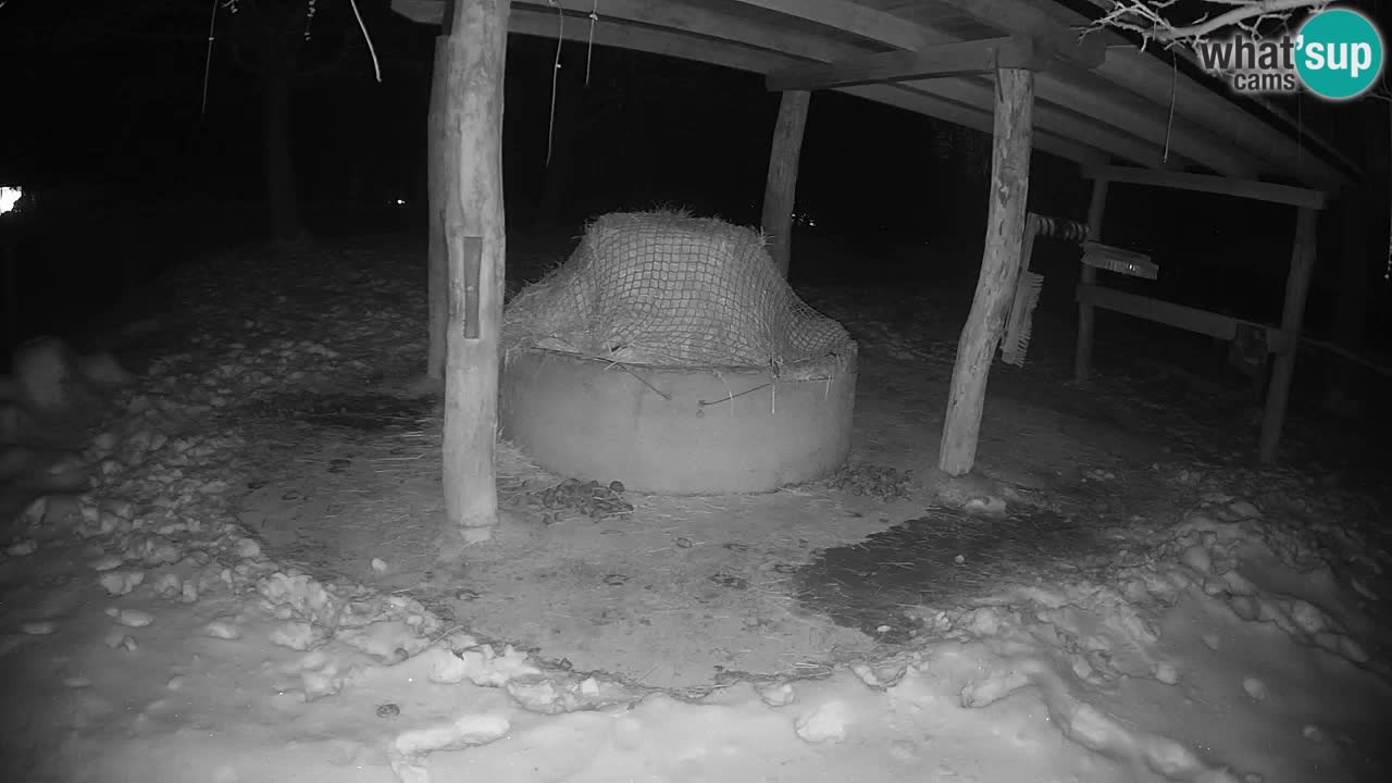 Le Zebre nello ZOO di Ljubljana – Slovenia Live webcam