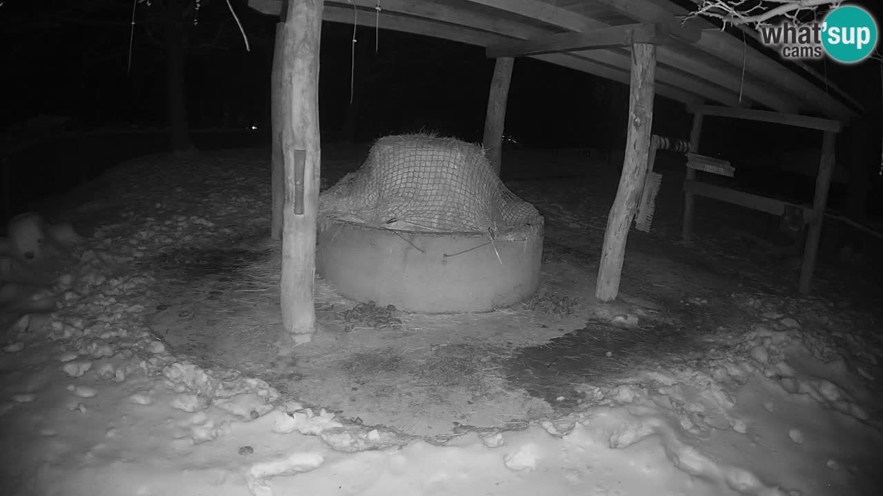 Live webcam Zebras in Ljubljana ZOO – Slovenia