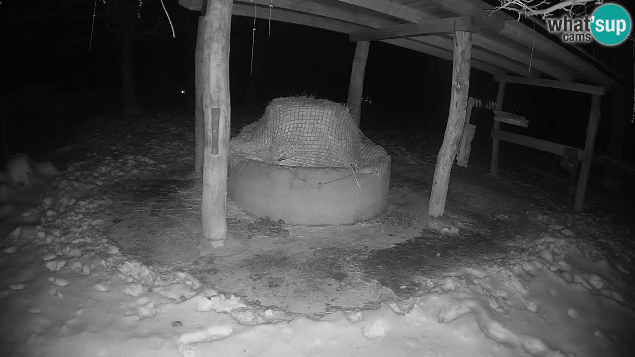 Live webcam Zebras in Ljubljana ZOO – Slovenia