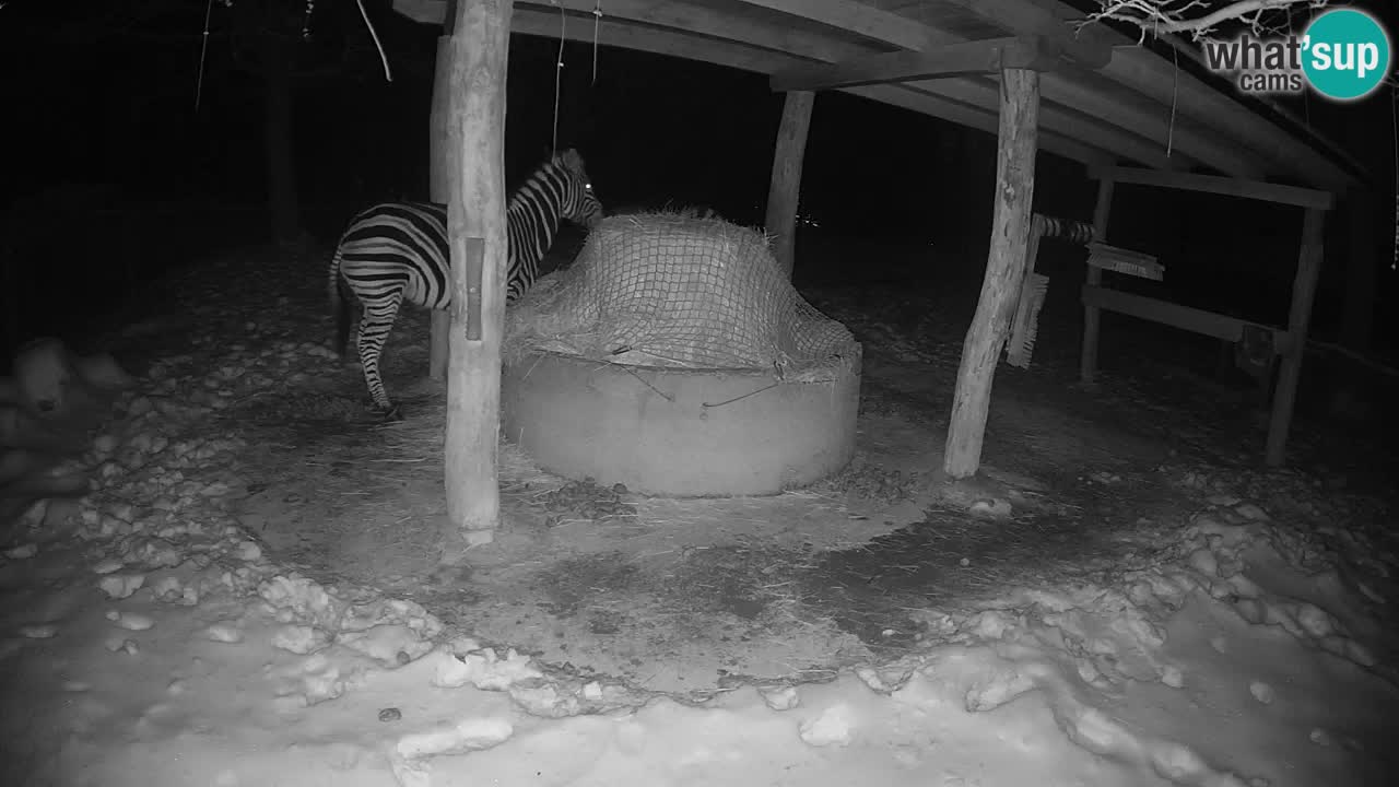 Live webcam Les zèbres in Ljubljana ZOO – Slovénie