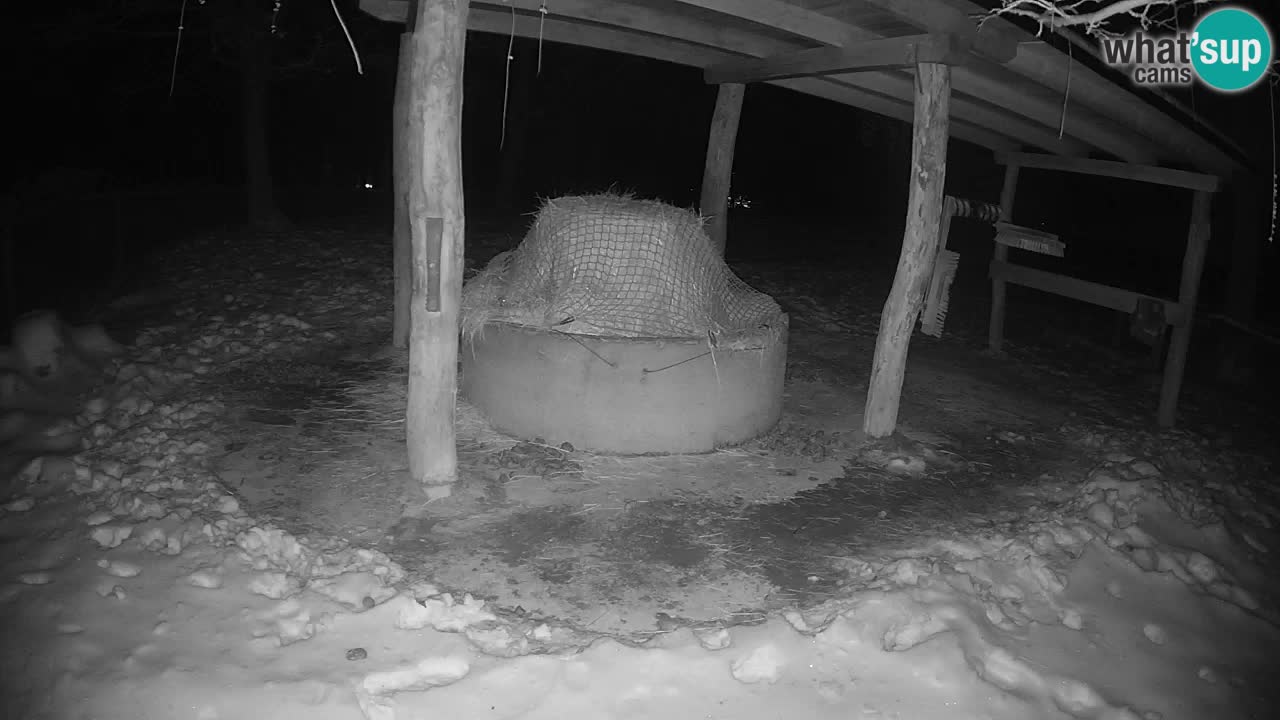 Live webcam Zebras in Ljubljana ZOO – Slovenia