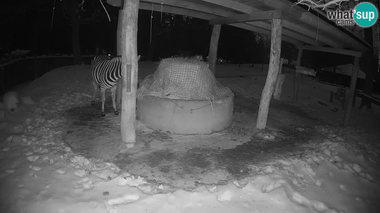 Camera en vivo Cebras in Ljubljana ZOO – Eslovenia