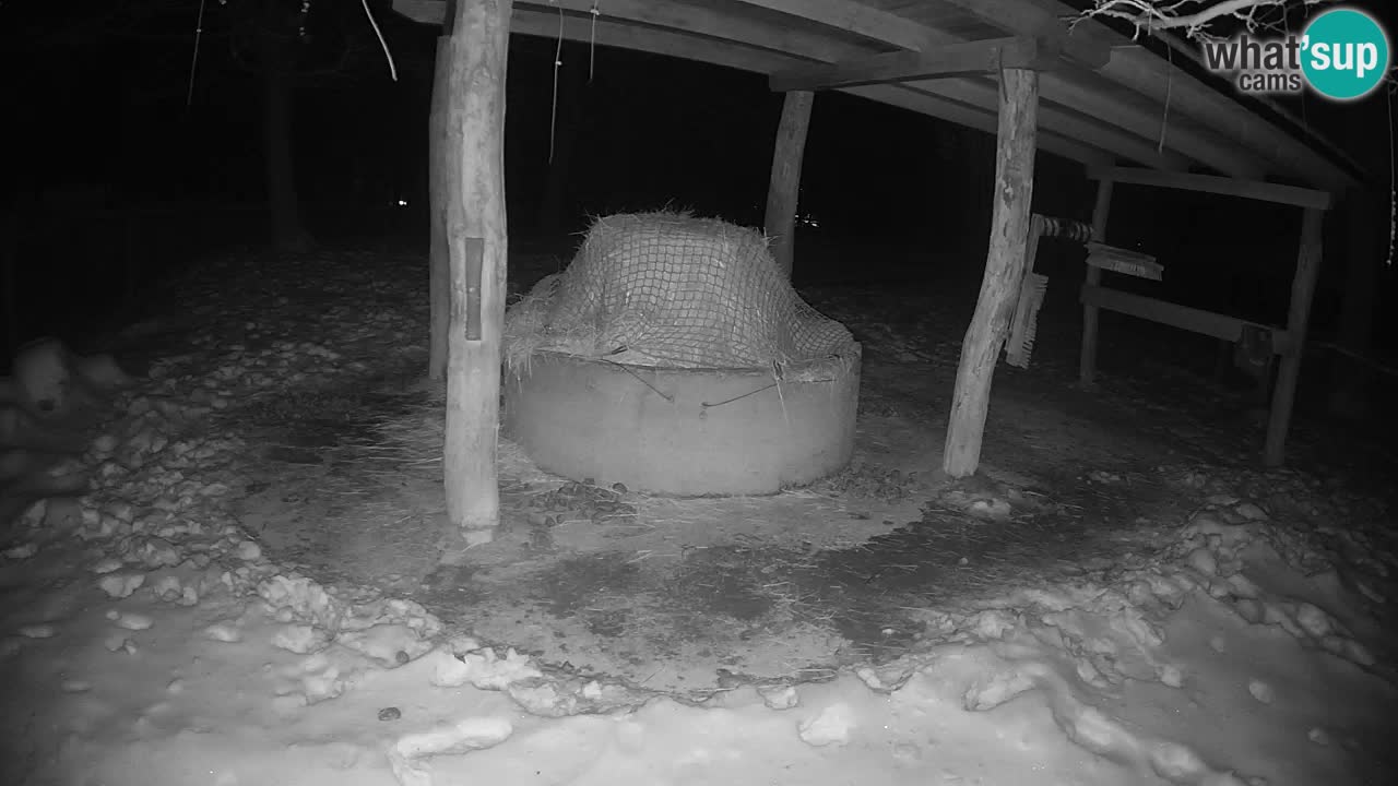 Le Zebre nello ZOO di Ljubljana – Slovenia Live webcam