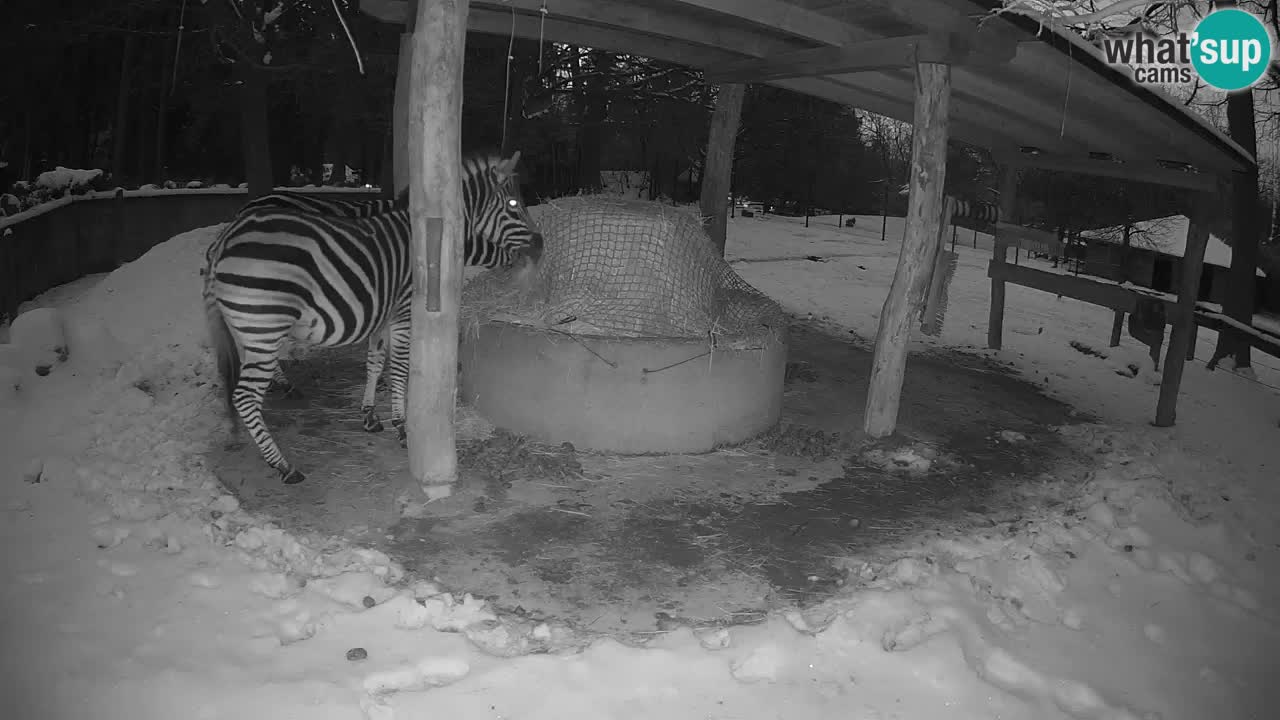 Le Zebre nello ZOO di Ljubljana – Slovenia Live webcam