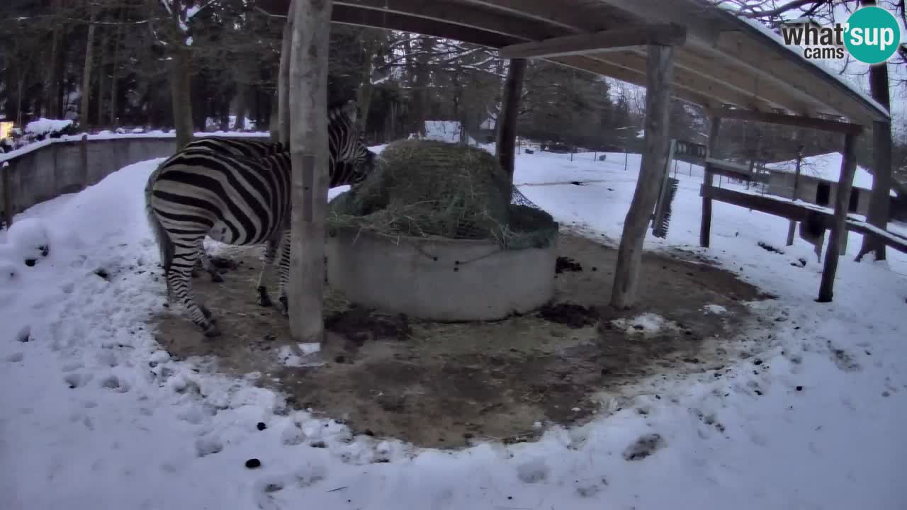 Live webcam Les zèbres in Ljubljana ZOO – Slovénie