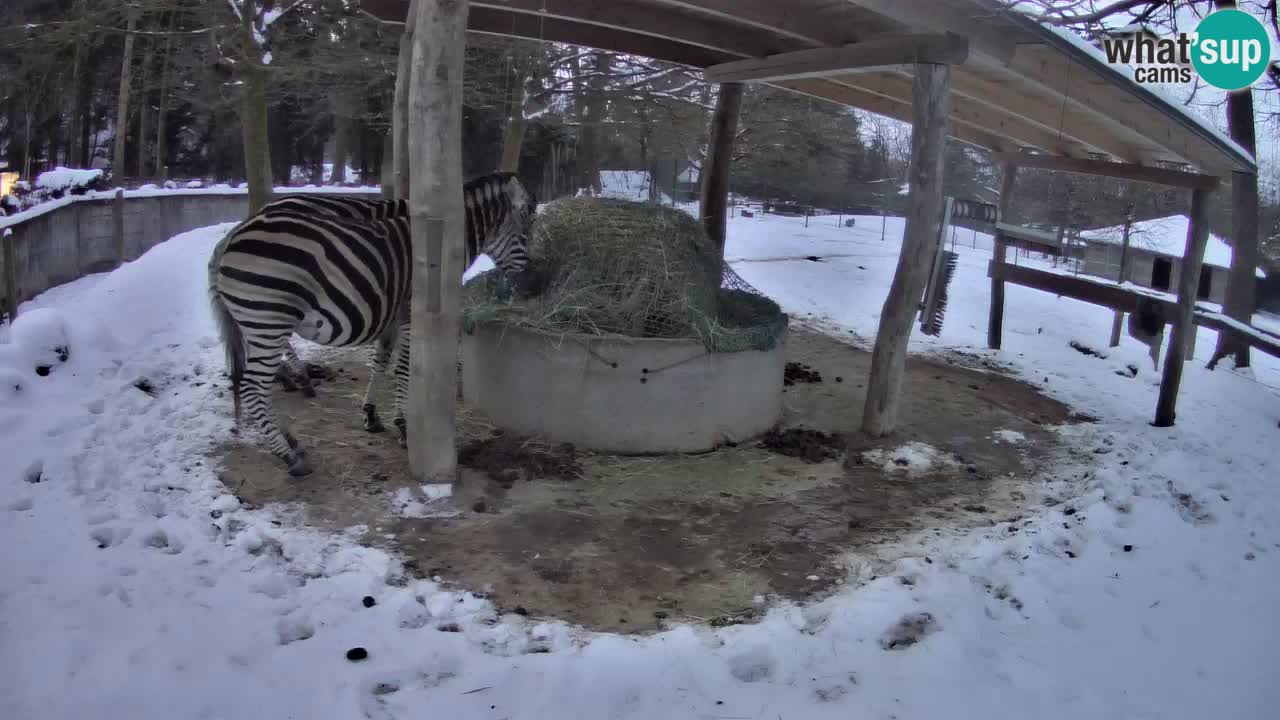 Live Webcam Zebras in Ljubljana ZOO – Slowenien