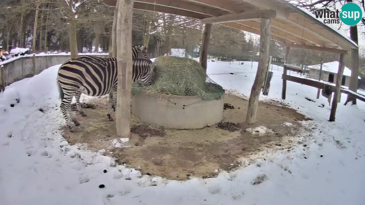 Camera en vivo Cebras in Ljubljana ZOO – Eslovenia