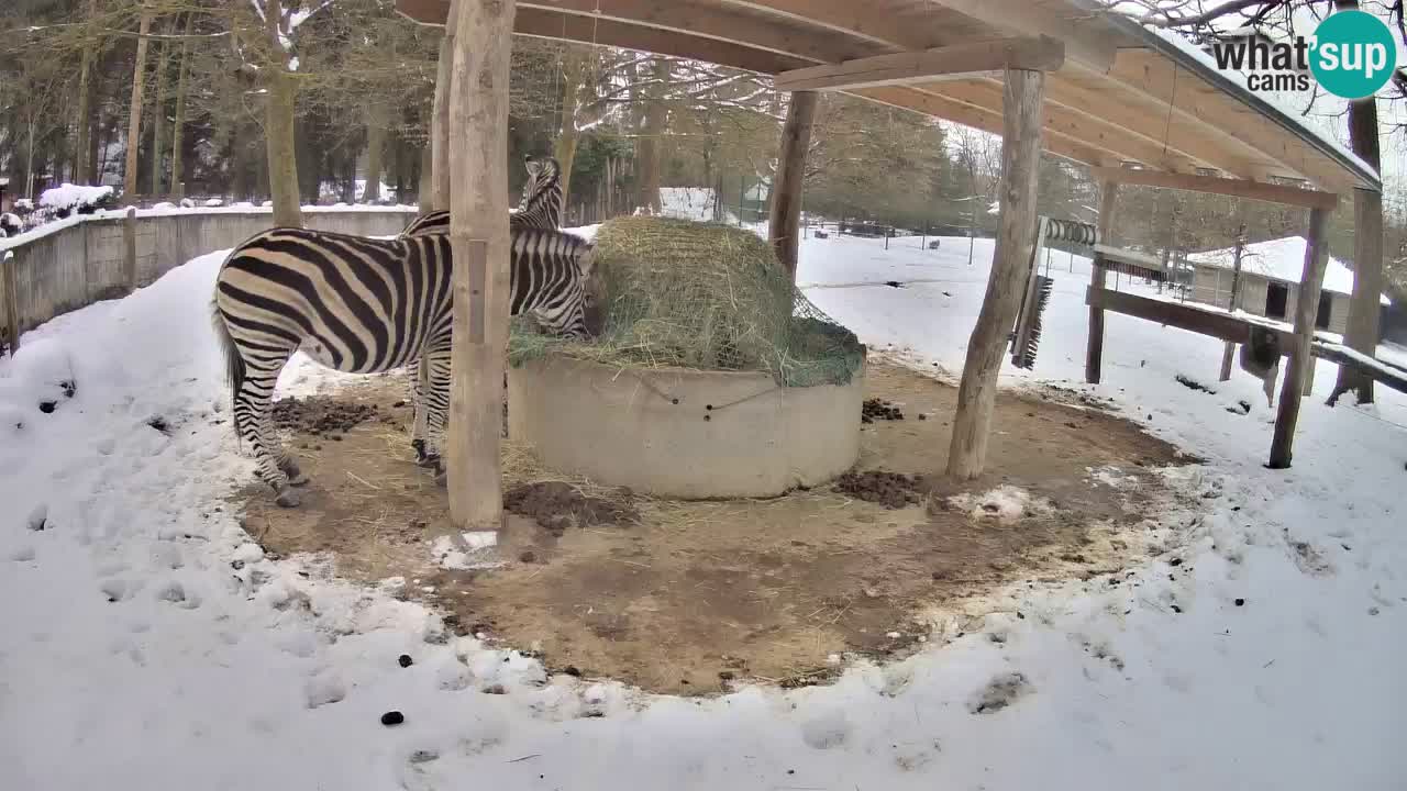Web kamera uživo Zebras u ZOO Ljubljana – Slovenija