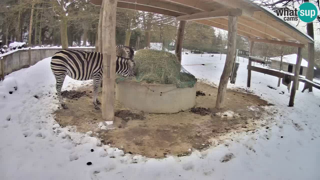 Live Webcam Zebras in Ljubljana ZOO – Slowenien