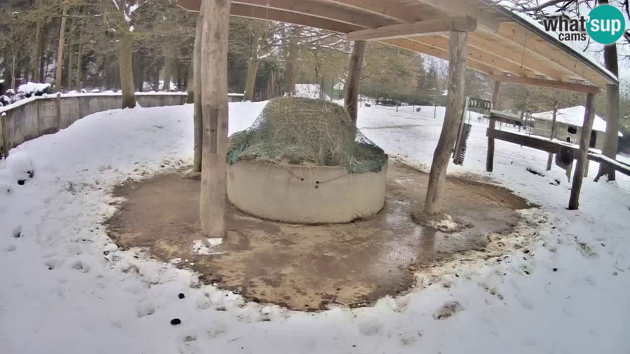 Zebre v živo v živalskem vrtu Ljubljana ZOO spletne kamere