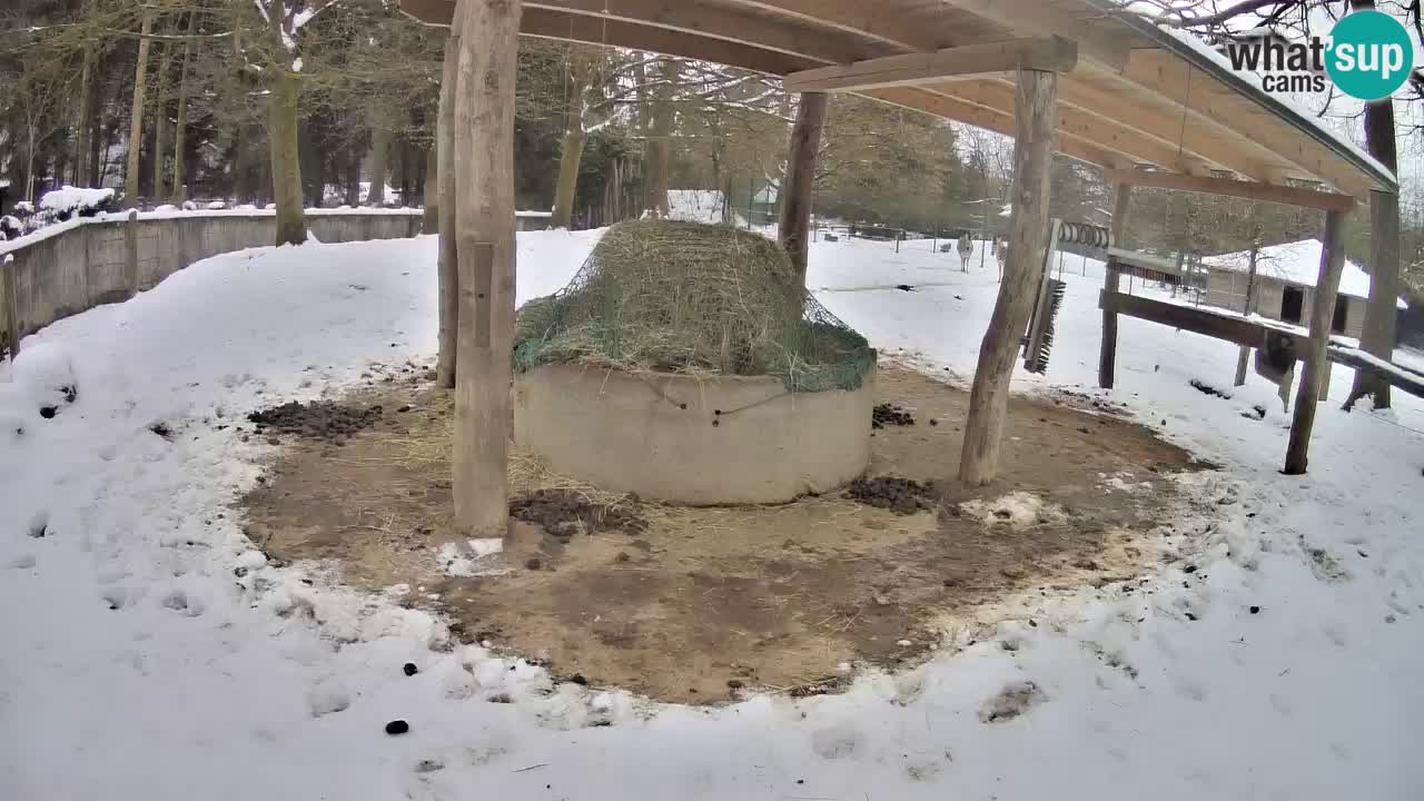 Zebre v živo v živalskem vrtu Ljubljana ZOO spletne kamere