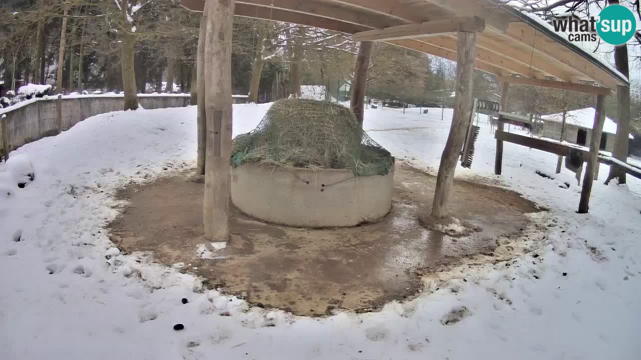 Live webcam Zebras in Ljubljana ZOO – Slovenia