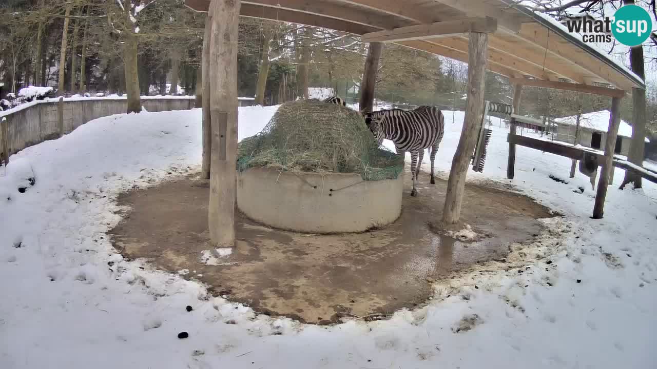 Live webcam Les zèbres in Ljubljana ZOO – Slovénie
