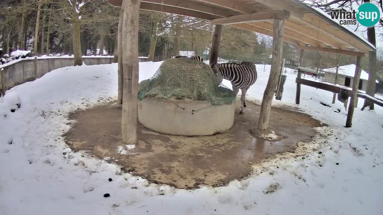 Le Zebre nello ZOO di Ljubljana – Slovenia Live webcam