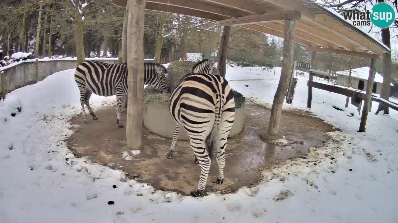 Le Zebre nello ZOO di Ljubljana – Slovenia Live webcam