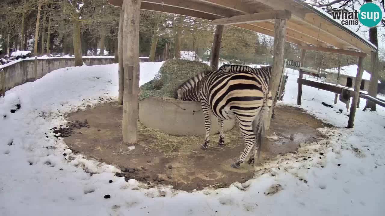 Live webcam Les zèbres in Ljubljana ZOO – Slovénie