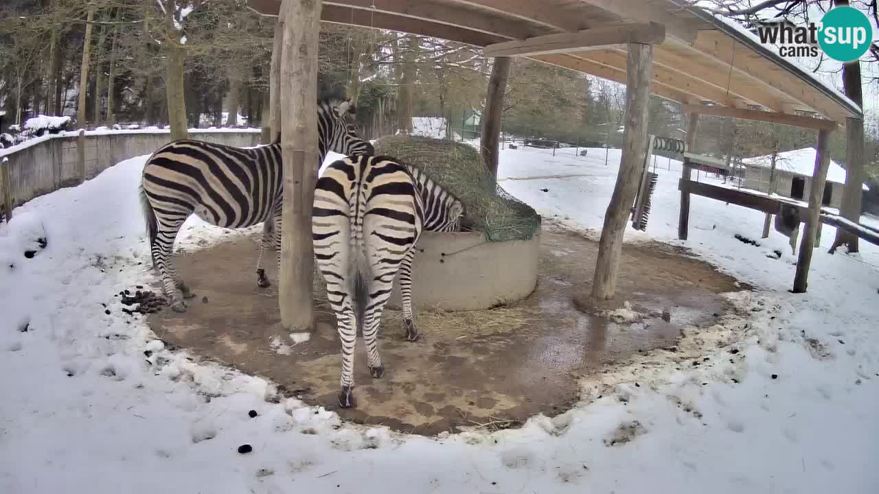 Web kamera uživo Zebras u ZOO Ljubljana – Slovenija