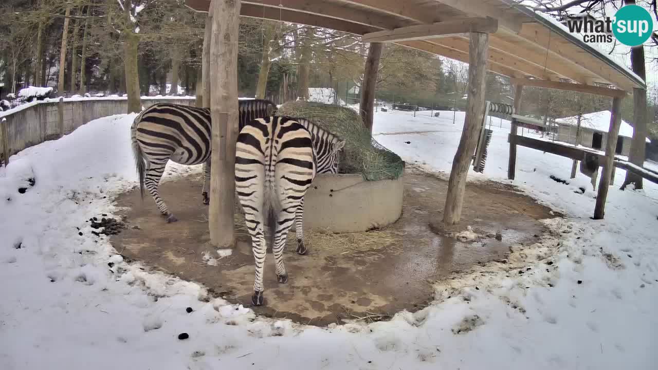 Camera en vivo Cebras in Ljubljana ZOO – Eslovenia