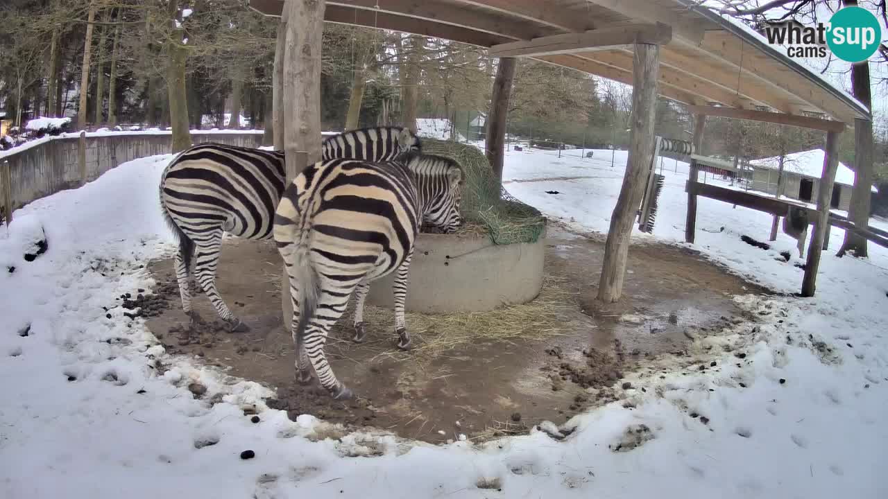 Web kamera uživo Zebras u ZOO Ljubljana – Slovenija