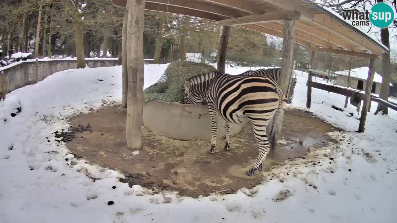 Live Webcam Zebras in Ljubljana ZOO – Slowenien