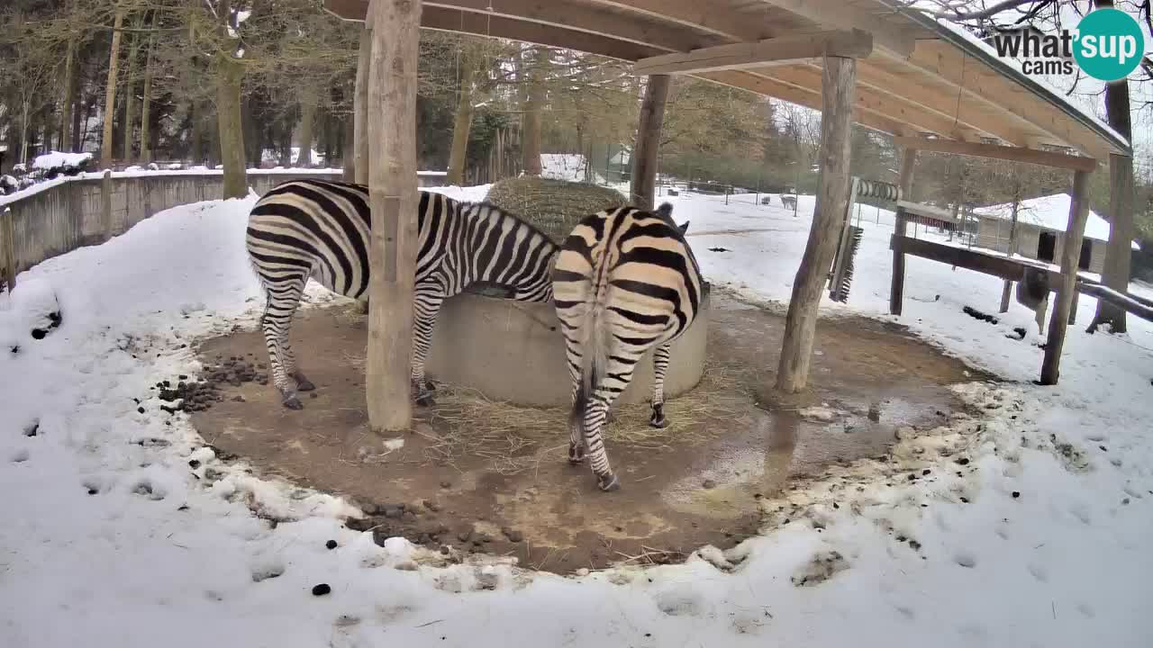 Zebre v živo v živalskem vrtu Ljubljana ZOO spletne kamere