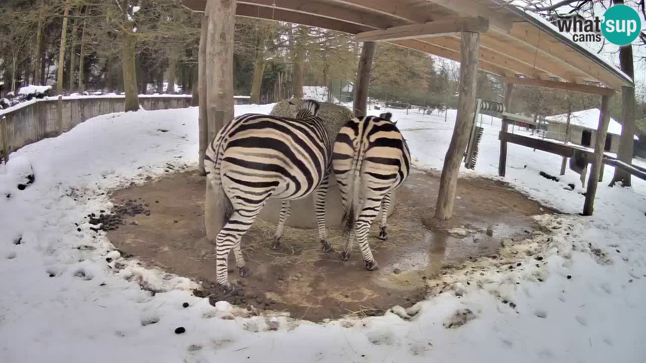 Live Webcam Zebras in Ljubljana ZOO – Slowenien