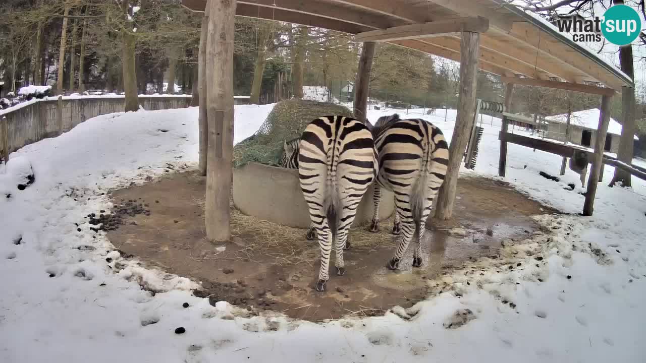 Web kamera uživo Zebras u ZOO Ljubljana – Slovenija