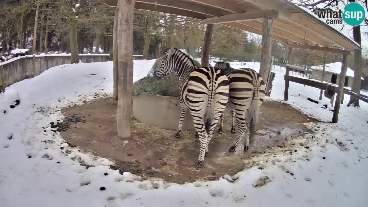 Live Webcam Zebras in Ljubljana ZOO – Slowenien
