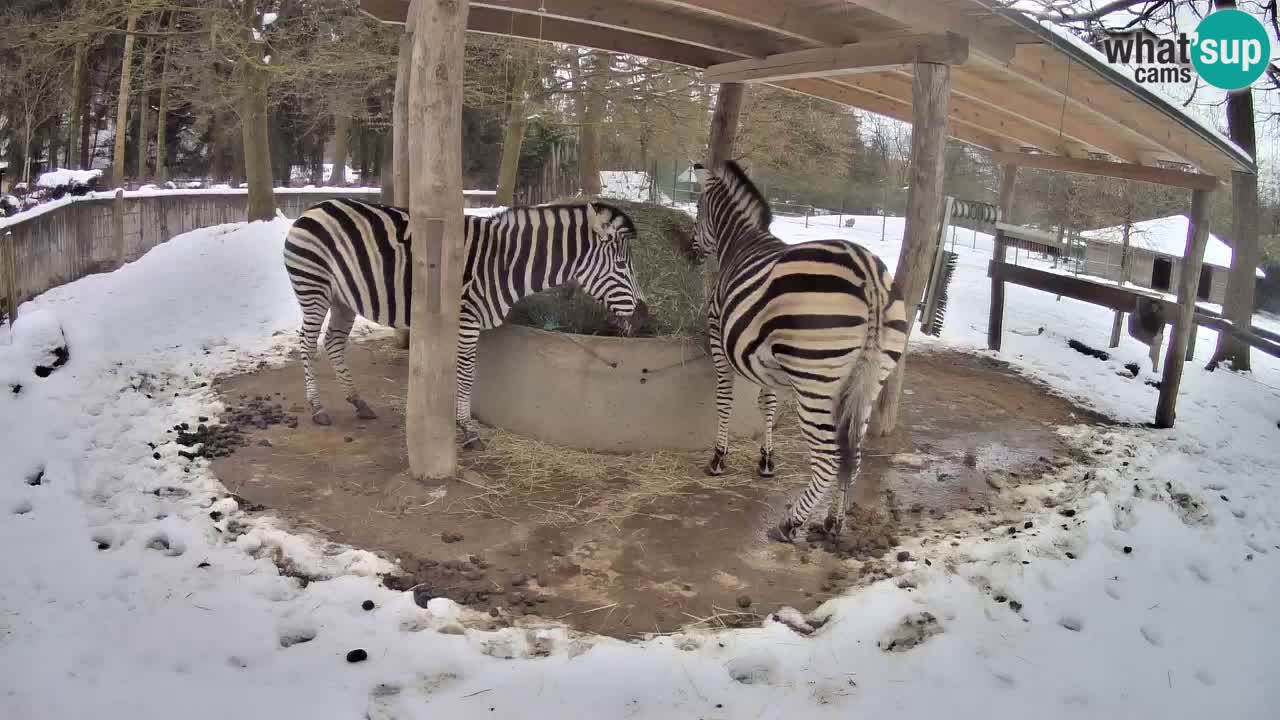 Live webcam Les zèbres in Ljubljana ZOO – Slovénie