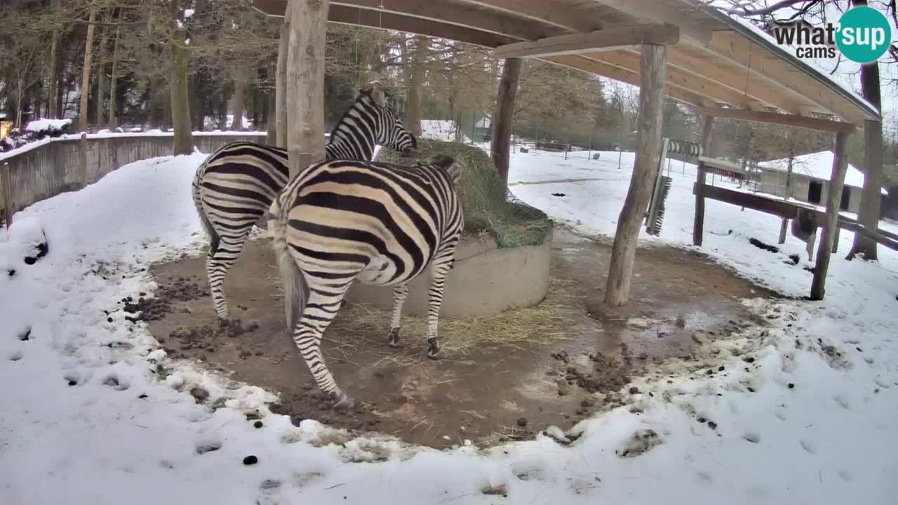 Live webcam Les zèbres in Ljubljana ZOO – Slovénie