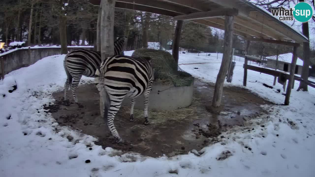 Camera en vivo Cebras in Ljubljana ZOO – Eslovenia
